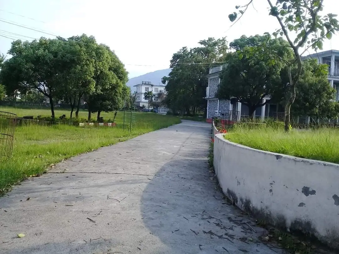 Tree-lined campus road